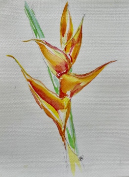 Sunrise Heliconia